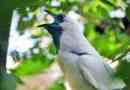 Sungal houpání - pěší pták, znělo, jako zvonice